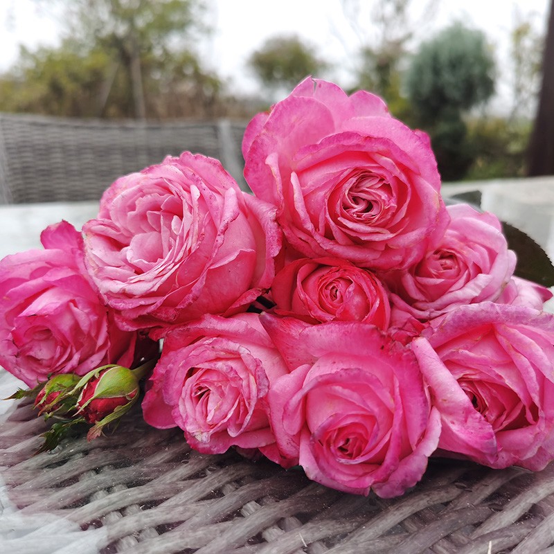 桃灼蓝天月季花苗大花浓香耐热开花玫红庭院阳台 可盆栽玫瑰