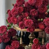 红茶海葵 花苗庭院植物 盆栽玫瑰月季 月季 多头勤花阳台四季