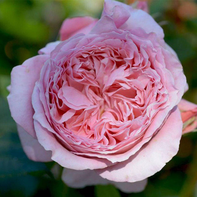 味景安索菲比克/碧克月