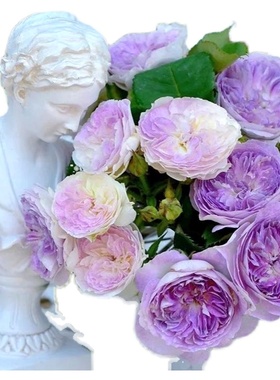 蓝月石 浓香 月季玫瑰 多季蓝紫色勤花灌木日系月季河本纯子