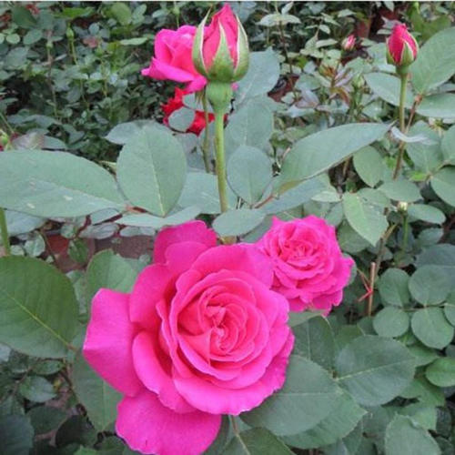 国月 品种大花月季花苗【粉和平】花大 浓浓的玫瑰香 盆栽月季苗