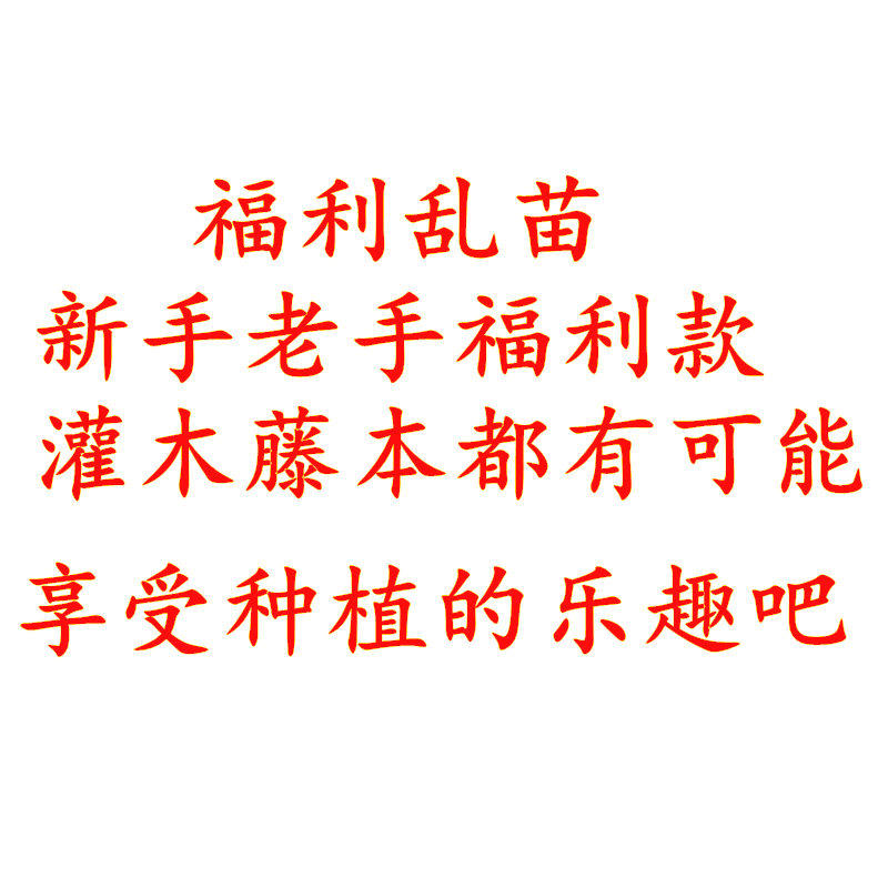 味景月季混苗牙签苗月季