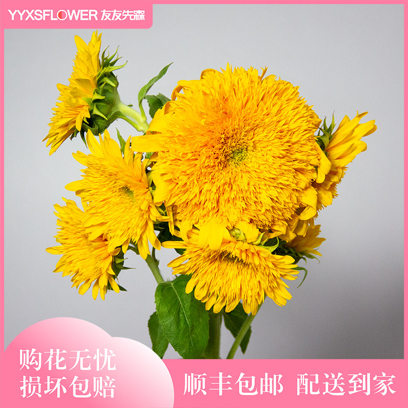 泰迪重瓣向日葵鲜花云南直发昆明基地直供家用办公室内插花鲜切花