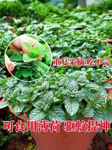 薄荷盆栽柠檬薄荷叶可食用办公室内清新绿植庭院驱蚊植物好养易活