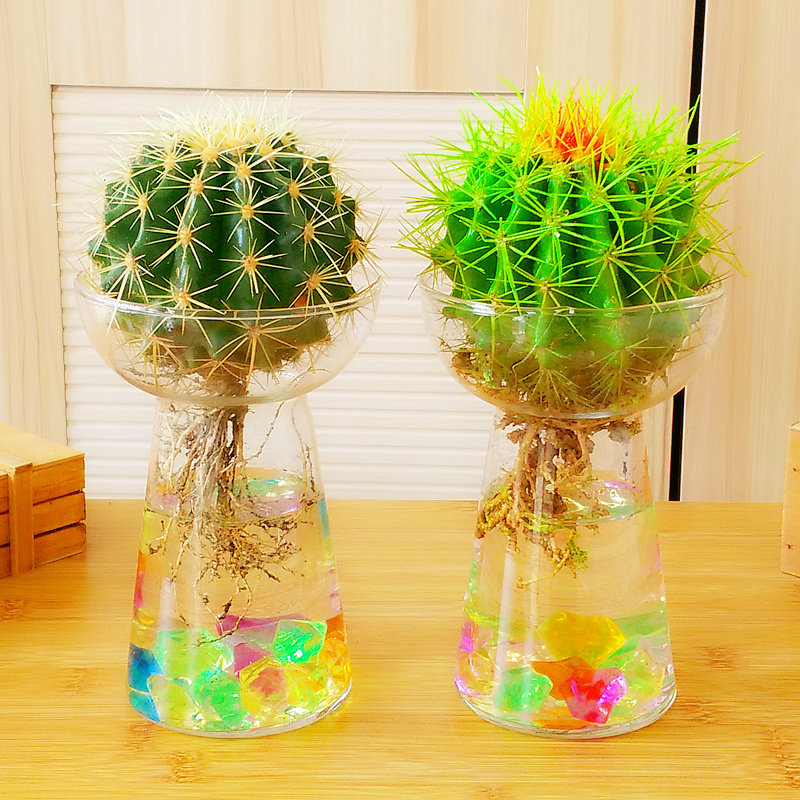 金琥仙人球盆栽芦荟多肉花卉水养绿植办公室内桌面电脑水培植物
