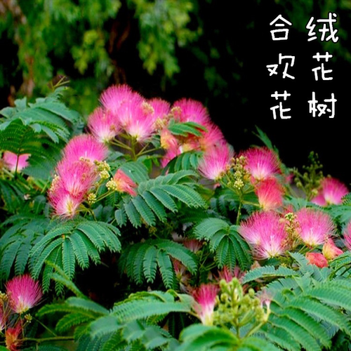 合欢树苗绒花树庭院花卉