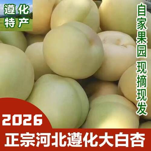 河北唐山正宗香白杏孕妇水果