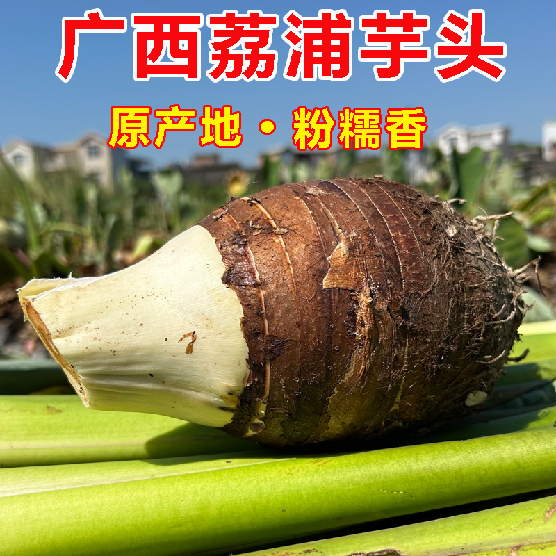 正宗广西特产荔浦芋头现挖新鲜槟榔芋农家蔬菜旗舰店香芋粉糯香