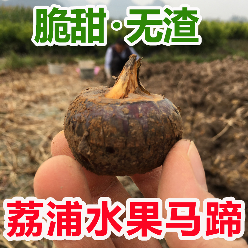 【顺丰包邮】荔浦水果马蹄