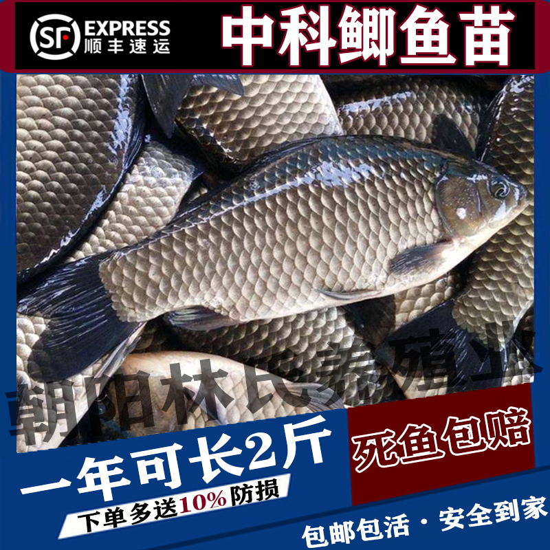 中科五号鲫鱼苗黄金鲫鱼工程湘云鲫土鲫淡水养殖食用活体大草鱼苗