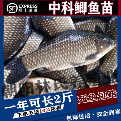 中科五号鲫鱼苗黄金鲫鱼工程湘云鲫土鲫淡水养殖食用活体大草鱼苗