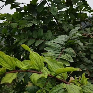 云南马桑叶上天梯阿斯木千年红马鞍子水马桑紫桑根皮乌龙须黑龙须