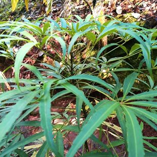 云南纯天然金刚散梁王茶泡茶喝煮水喝入药鲜品现采