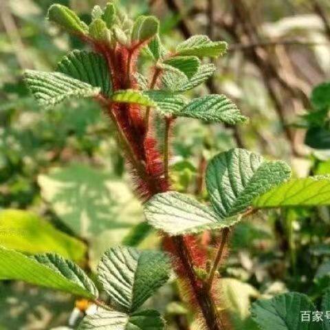 云南纯天然野生有刺黄泡树根中草药材 新鲜根