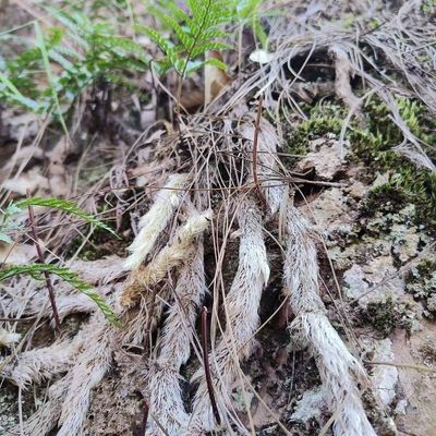 云南鲜活石蚕石祈蛇白毛岩蚕圆盖阴石蕨白毛骨碎补野生新鲜白毛蛇