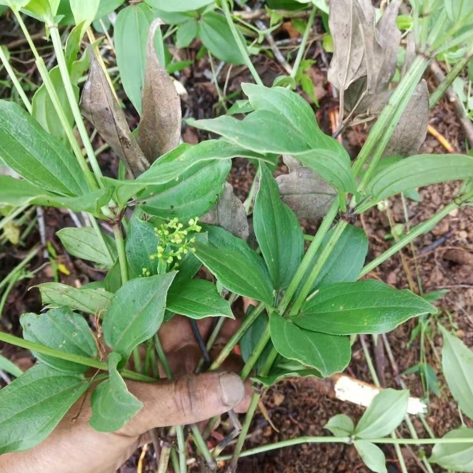 云南纯天然小血藤中药材茜草血见愁破血草消红根草现采鲜货