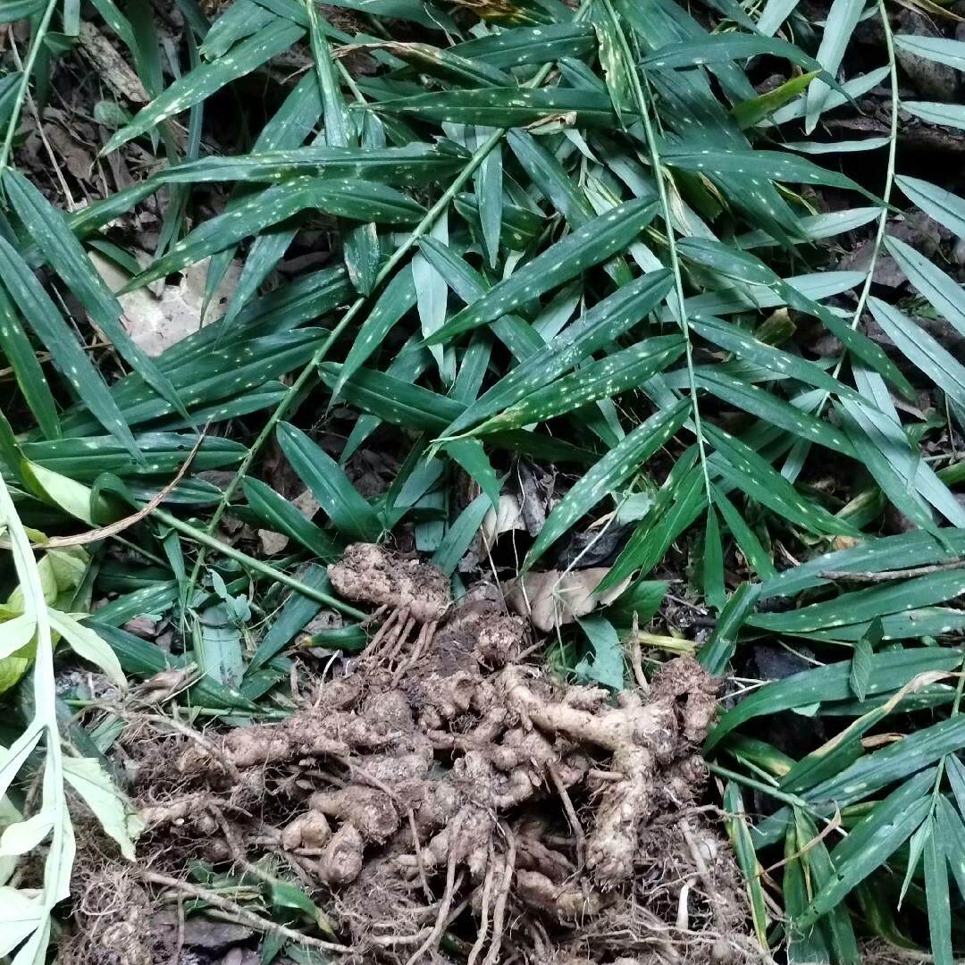 云南纯天然野姜野山姜芦苇姜小黄姜月子姜老姜咖喱(药用)