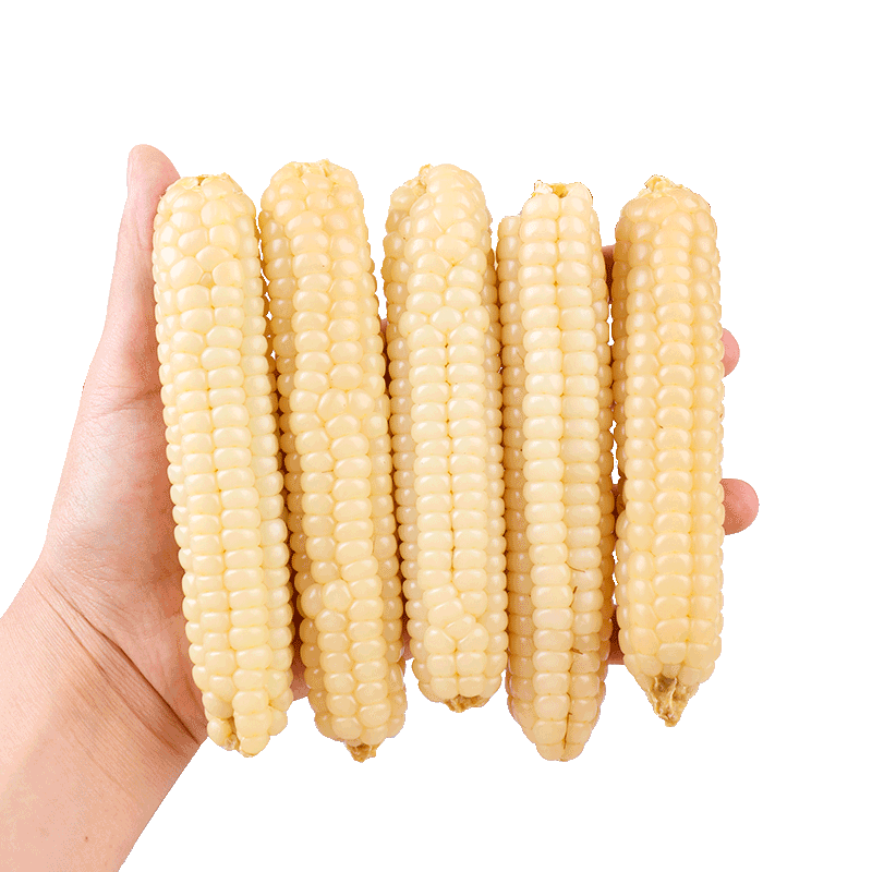 老品种香糯拇指小玉米千柏山