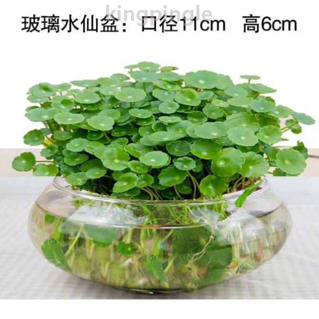 四季栽植客厅水生草养庭院#铜钱好养金钱草水培简约桌面绿植植物-封面