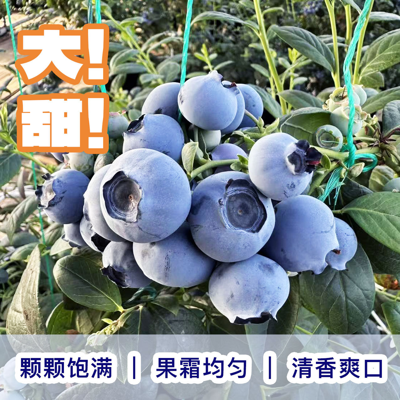 【顺丰包邮】丹东F6蓝莓新鲜带梗先摘蓝莓软糯香甜孕妇宝宝水果礼