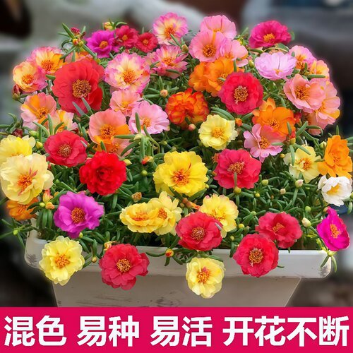 重瓣太阳花种孑室内庭院开花易活