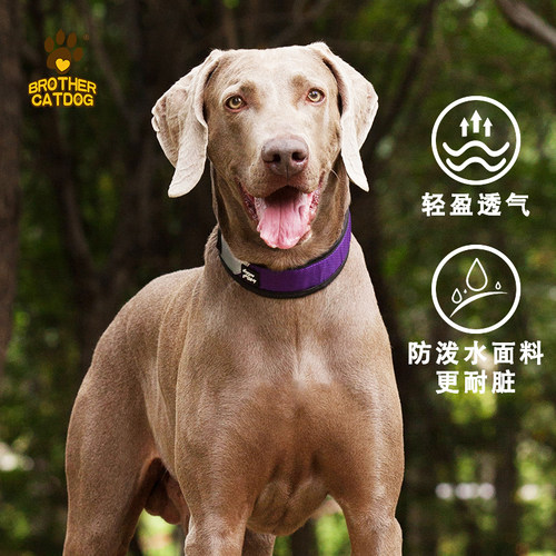 舒适可调节时尚宠物项圈