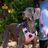 宠物胸背带狗狗牵引绳防爆冲可提拉背心式 中大型犬遛狗绳宠物用品