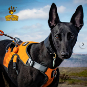 狗狗胸背带夏季 透气网孔防爆冲可提拉防挣脱宠物牵引绳大型犬灵缇