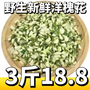 2026新鲜洋槐花山东野生槐花花骨朵现摘发货应季野菜