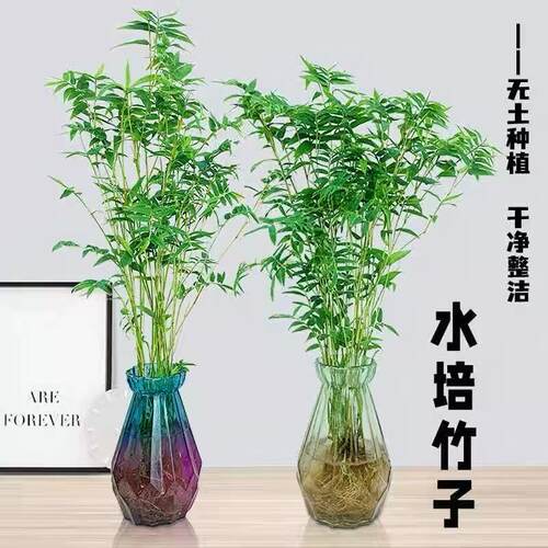 翡翠观音竹米竹原土球水培款培造景盆栽绿植花卉植物水培植物水养