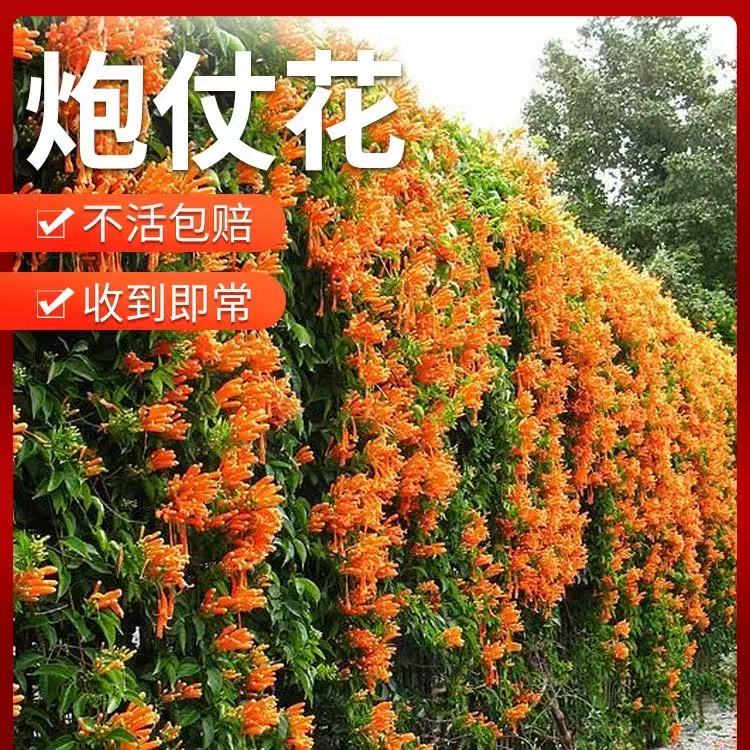 【含原土原袋】炮仗花爬藤植物长藤鞭炮花卉四季绿植盆栽庭院批发