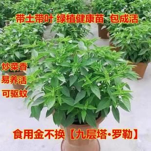 潮汕九层塔金不换盆栽可食用新鲜罗勒叶厨房香料调味室外阳台绿植