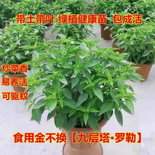 室外潮汕调味可食用新鲜阳台绿植