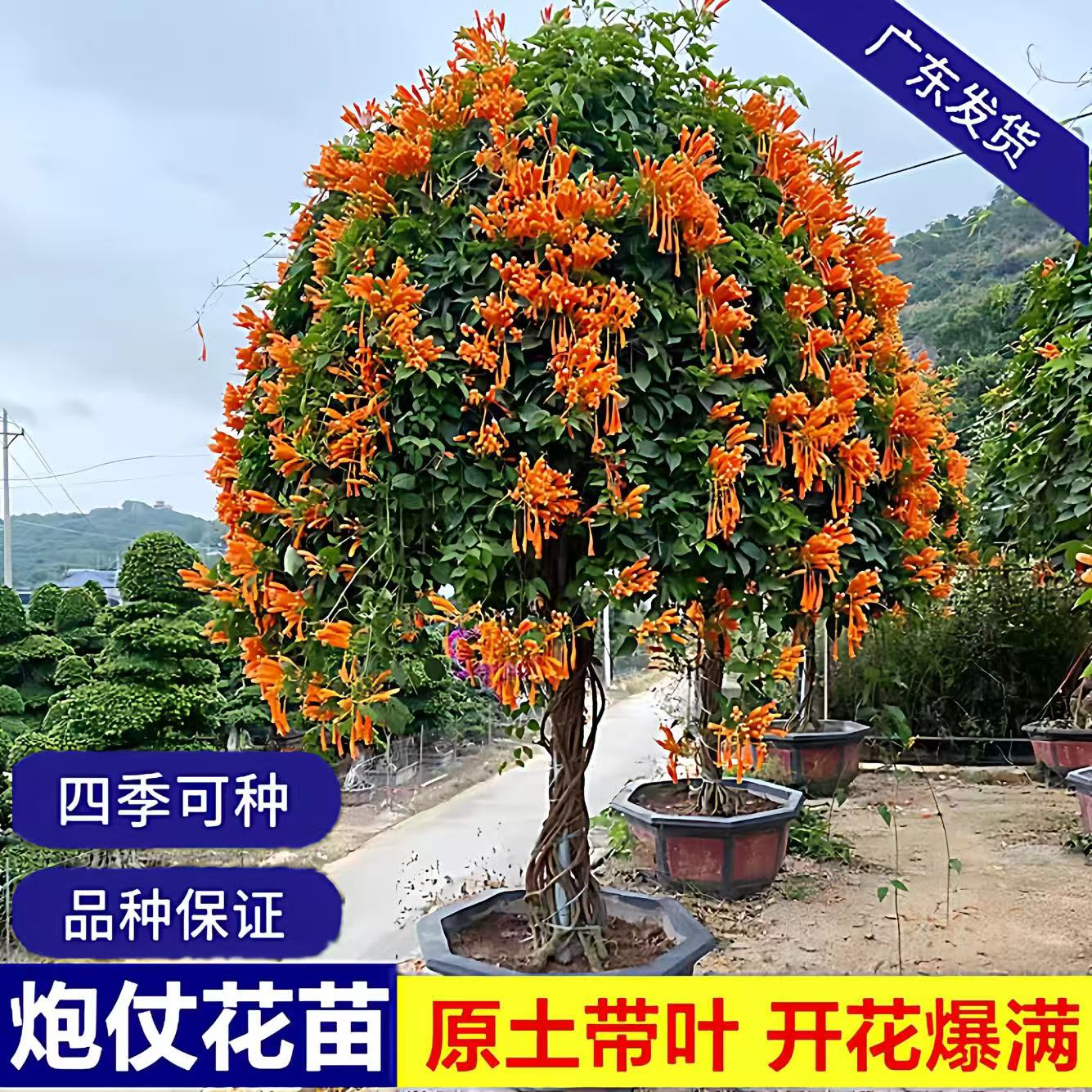 炮仗花苗 爬藤植物 鞭炮花 四季可种阳台庭院垂吊攀援花卉 藤本花