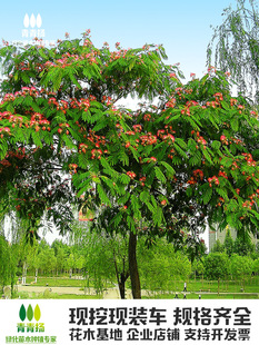 合欢花树苗金合欢树银叶绒花别墅芙蓉花庭院园林绿化苗木花卉植物