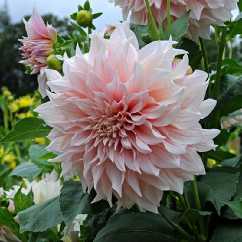 大丽花种球根花卉盆栽庭院鲜花种菊花类