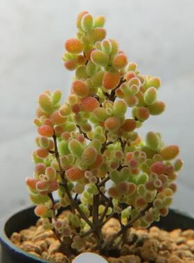 12.4密叶蜜橘糖球红宝石米粒状态好枝干枝杆番杏带盆发 一物一拍