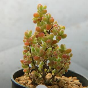 12.4密叶蜜橘糖球红宝石米粒状态好枝干枝杆番杏带盆发 一物一拍