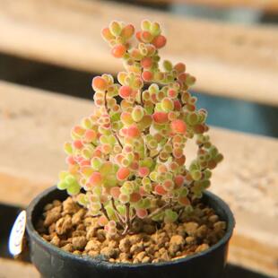 10.6蜜橘糖球红宝石米粒状态好枝干枝杆番杏带盆发一物一拍48包邮