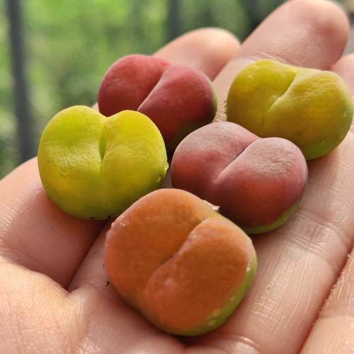 6年+奶奶毛】一物一拍毛汉尼