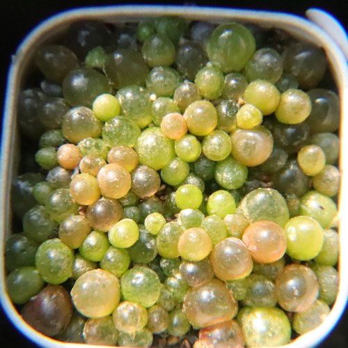 灯泡 蝴蝶勋章 毛汉尼 肉锥单头小盆组合 切糕 多肉植物一物一拍