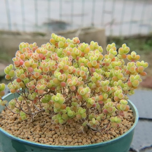 密叶蜜橘糖球 金桔糖球老桩树型 枝干枝杆番杏 多肉植物 一物一拍