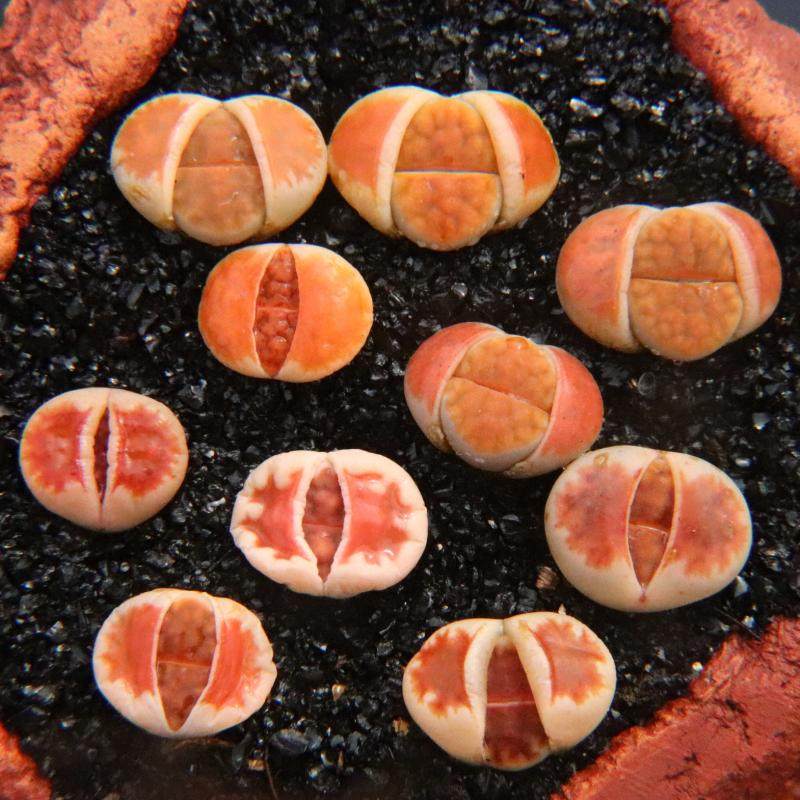 冰橙,血红 ,朱唇】红窗系列 生石花 top red多肉植物  考拉农场