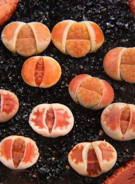 冰橙、血红 、朱唇】红窗系列 生石花 Top Red多肉植物  考拉农场