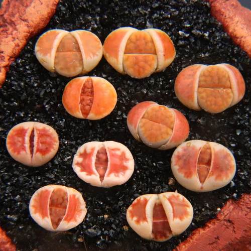 冰橙血红生石花红窗topred岛田