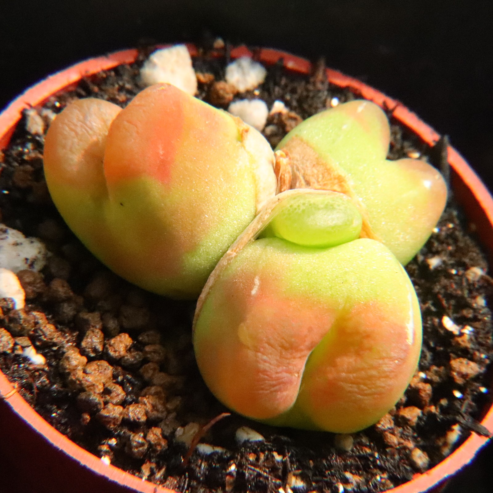 大群生毛汉尼 水蜜桃蟠桃多头母本 多肉植物肉锥番杏科一物一拍