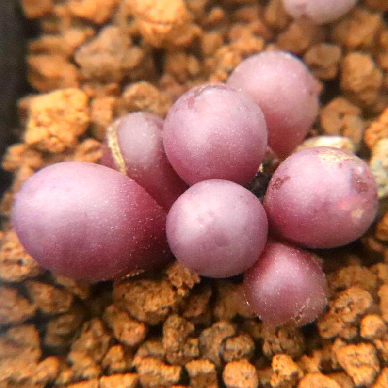 肉锥 小葡萄】一物一拍 可爱小型多肉植物 绿植桌面盆栽 考拉农场