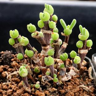 枝杆兔子短耳朵兔子多肉植物 枝杆枝干番杏非碧光环 一物一拍带盆