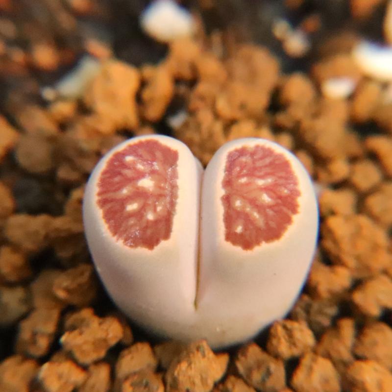 精选 血管菊 一物一拍 生石花菊纹章红窗菊多肉植物考拉农场
