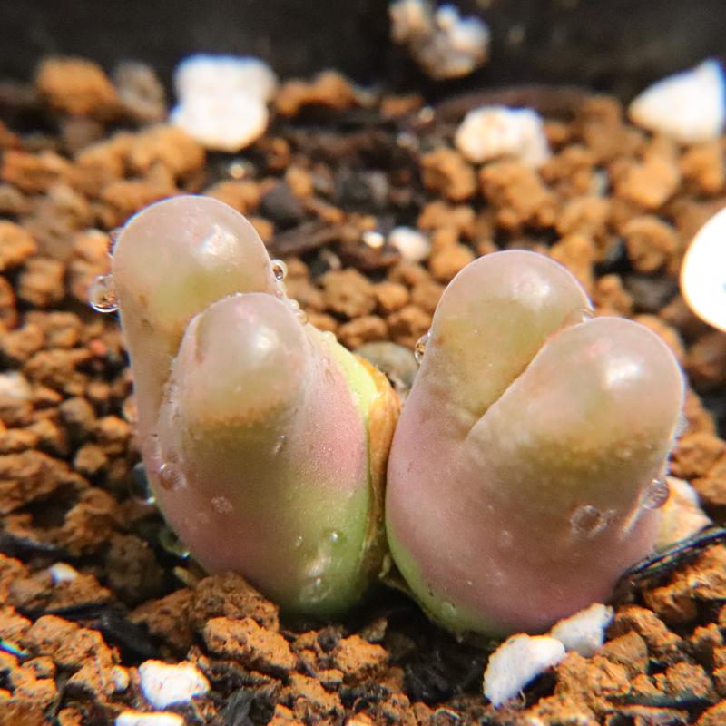 一物一拍肉锥精选风铃玉